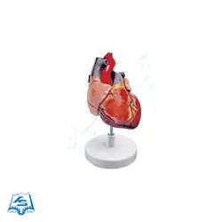 مولاژ قلب با نمایش آئورت مدل ASM10