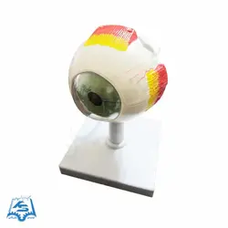 مولاژ کره چشم (کوچک) مدل ASM15