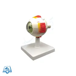 مولاژ کره چشم (کوچک) مدل ASM15