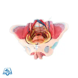مولاژ لگن زن با نمایش رحم و ماهیچه مدل ASM08