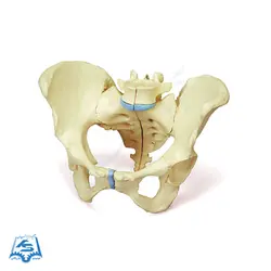 مولاژ استخوان بندی اسکلت لگن خاصره مدل ASM07