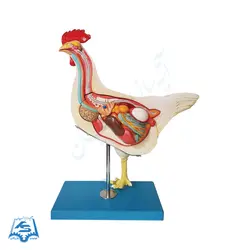 مولاژ مرغ مدل ASM51