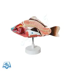 مولاژ ماهی مدل ASM50