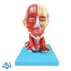 مولاژ عضلات سر و گردن مدل ASM49