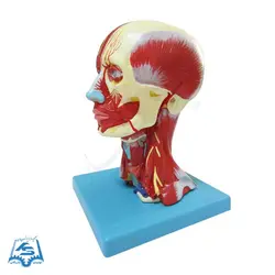 مولاژ عضلات سر و گردن مدل ASM49