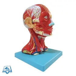 مولاژ عضلات سر و گردن مدل ASM49