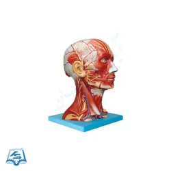 مولاژ عضلات سر و گردن مدل ASM49