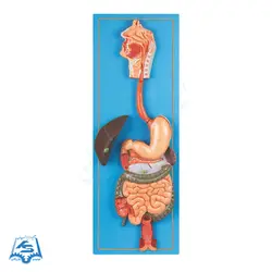 مولاژ دستگاه گوارش مدل ASM48