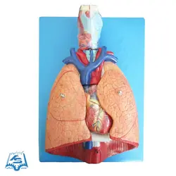 مولاژ دستگاه تنفس مدل ASM29