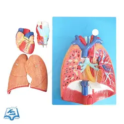 مولاژ دستگاه تنفس مدل ASM29