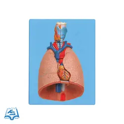 مولاژ دستگاه تنفس مدل ASM29