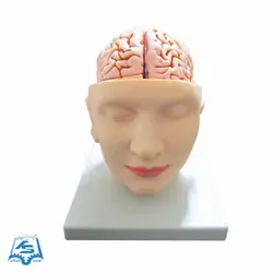 مولاژ سر با نمایش مغز مدل ASM27