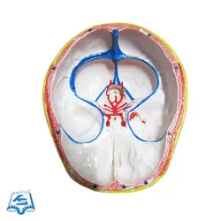 مولاژ سر با نمایش مغز مدل ASM27