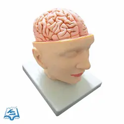 مولاژ سر با نمایش مغز مدل ASM27