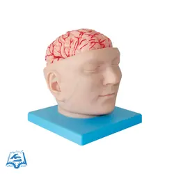مولاژ سر با نمایش مغز مدل ASM27