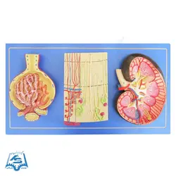 مولاژ کلیه سه قسمتی مدل ASM28