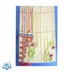 مولاژ کلیه سه قسمتی مدل ASM28