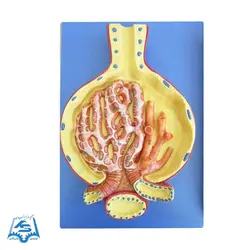 مولاژ کلیه سه قسمتی مدل ASM28