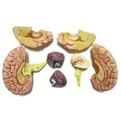 مولاژ مغز انسان (8 قسمتی) مدل ASM26