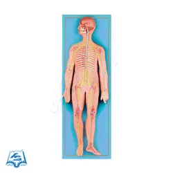 مولاژ دستگاه عصبی انسان مدل ASM46
