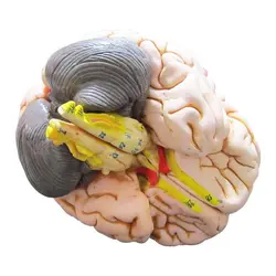 مولاژ مغز انسان (2 قسمتی) مدل ASM24