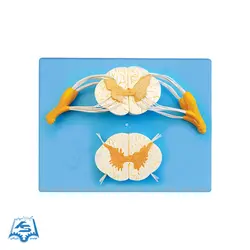 مولاژ طناب نخاعی مدل ASM39