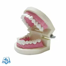 مولاژ دندان (آموزش مسواک) مدل ASM40