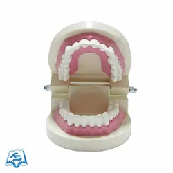 مولاژ دندان (آموزش مسواک) مدل ASM40