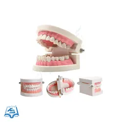 مولاژ دندان (آموزش مسواک) مدل ASM40