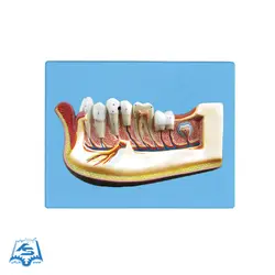 مولاژ دندان نیم فک (دیواری) مدل ASM37
