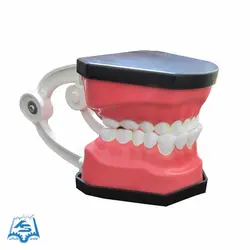 مولاژ دندان (آموزش مسواک - متوسط) مدل ASM41