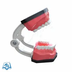 مولاژ دندان (آموزش مسواک - متوسط) مدل ASM41