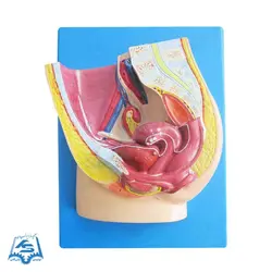 مولاژ مقطع لگن خاصره زن مدل ASM36