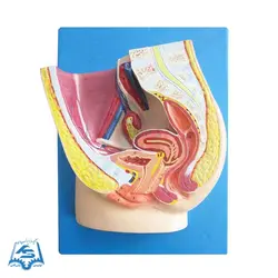 مولاژ مقطع لگن خاصره زن مدل ASM36