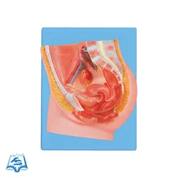 مولاژ مقطع لگن خاصره زن مدل ASM36