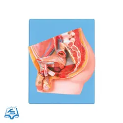 مولاژ مقطع لگن خاصره مرد مدل ASM35