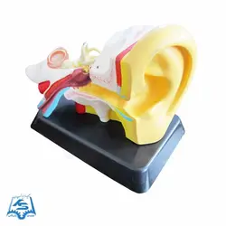 مولاژ گوش مدل ASM17