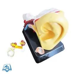 مولاژ گوش مدل ASM17