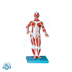 مولاژ عضلات بدن (ایستاده) مدل ASM44
