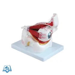 مولاژ کره چشم (با نمایش ماهیچه‌ها) مدل ASM13