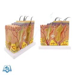 مولاژ مقطع پوست با نمایش پلکانی لایه ها مدل ASM16