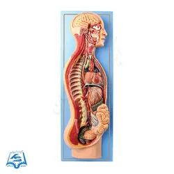 مولاژ دستگاه عصبی خودکار مدل ASM45