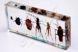 آشنایی با موجودات زنده حشرات - شرکت آتیه سازایرانیان