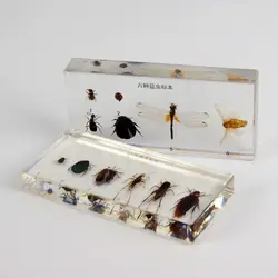 آشنایی با موجودات زنده حشرات - شرکت آتیه سازایرانیان