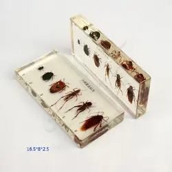 آشنایی با موجودات زنده حشرات - شرکت آتیه سازایرانیان