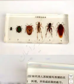 آشنایی با موجودات زنده حشرات - شرکت آتیه سازایرانیان