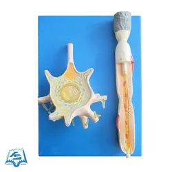 مولاژ سلول عصبی (نرون) مدل ASM34