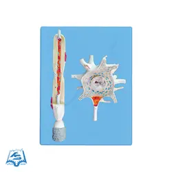 مولاژ سلول عصبی (نرون) مدل ASM34