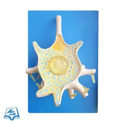 مولاژ سلول عصبی (نرون) مدل ASM34
