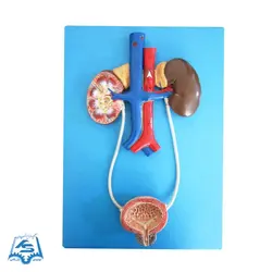 مولاژ دستگاه دفع ادرار (یک تکه) مدل ASM33
